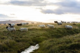 Oliver Sold Fotografie